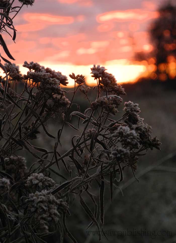 Sunrise-Flowers